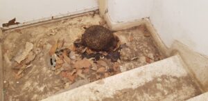 לוכד קיפודים בגינה ובחצר במחירים זולים