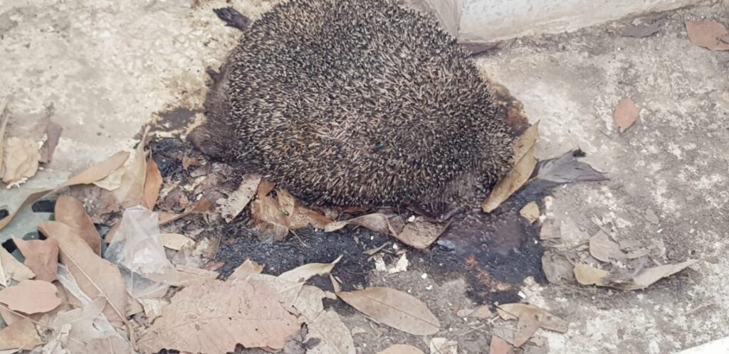 פינוי קיפוד מת בחצר או בגינה במחיר זול