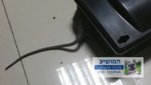 הדברת חולדות עם תחנת האכלה [תיבת האכלה] עם רעל מחיר זול 