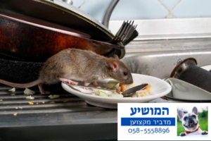 חולדה מזהמת מזון - חולדות מחלות