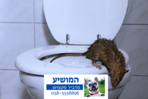 חולדה ייוצאת מהביוב